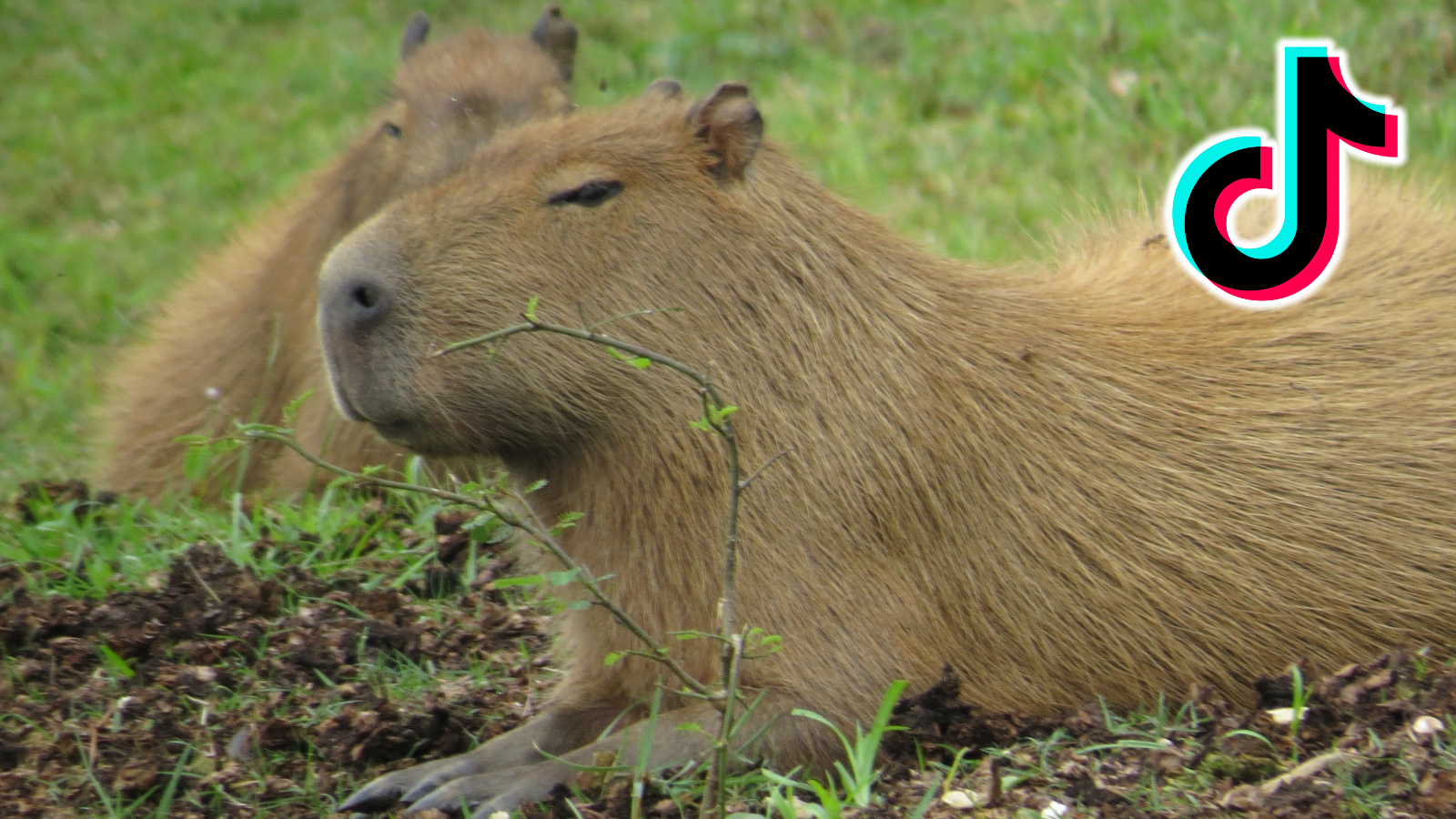 Capybara 71