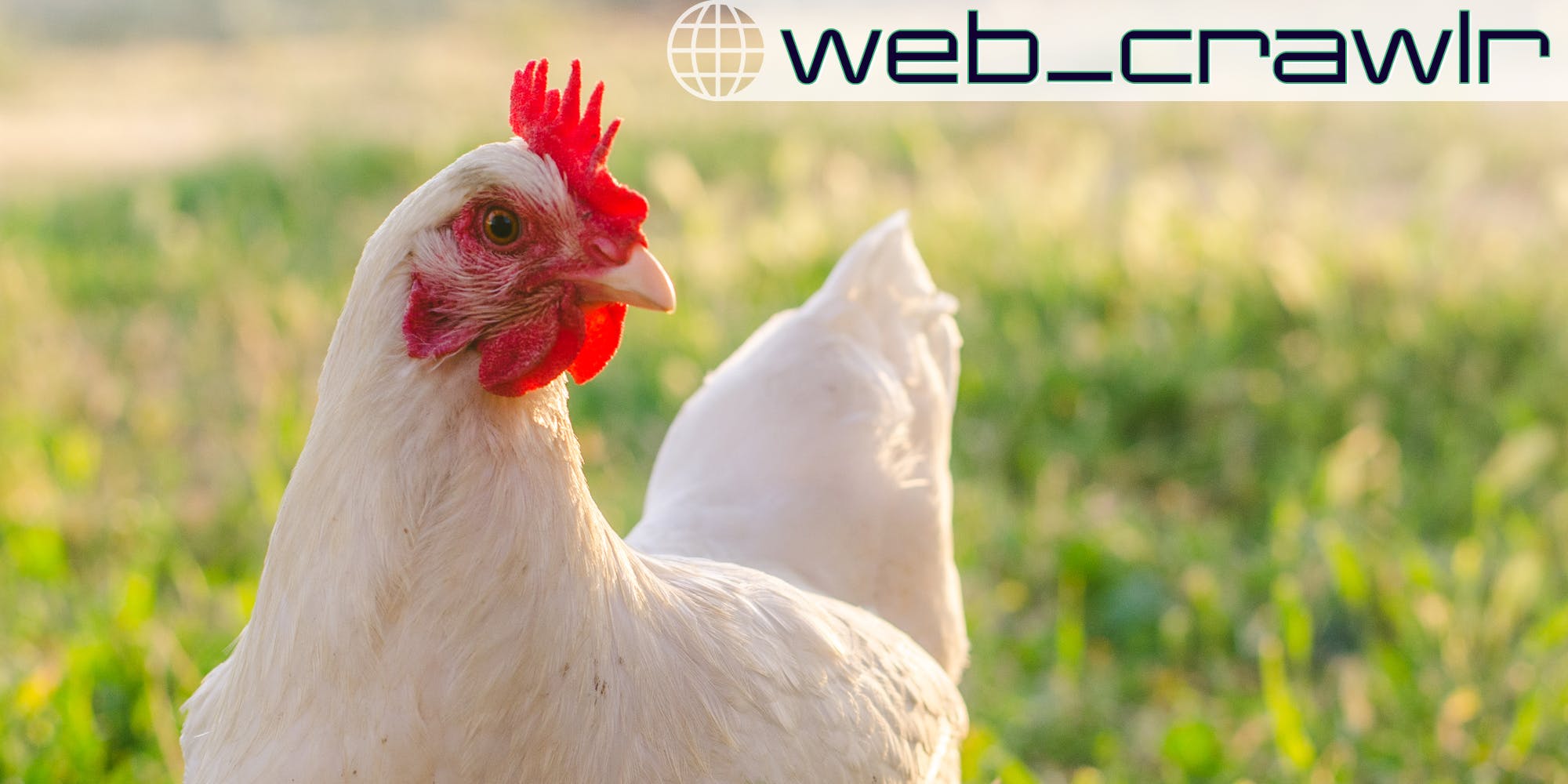Benvenuti alla Guerra del Pollo di TikTok 83